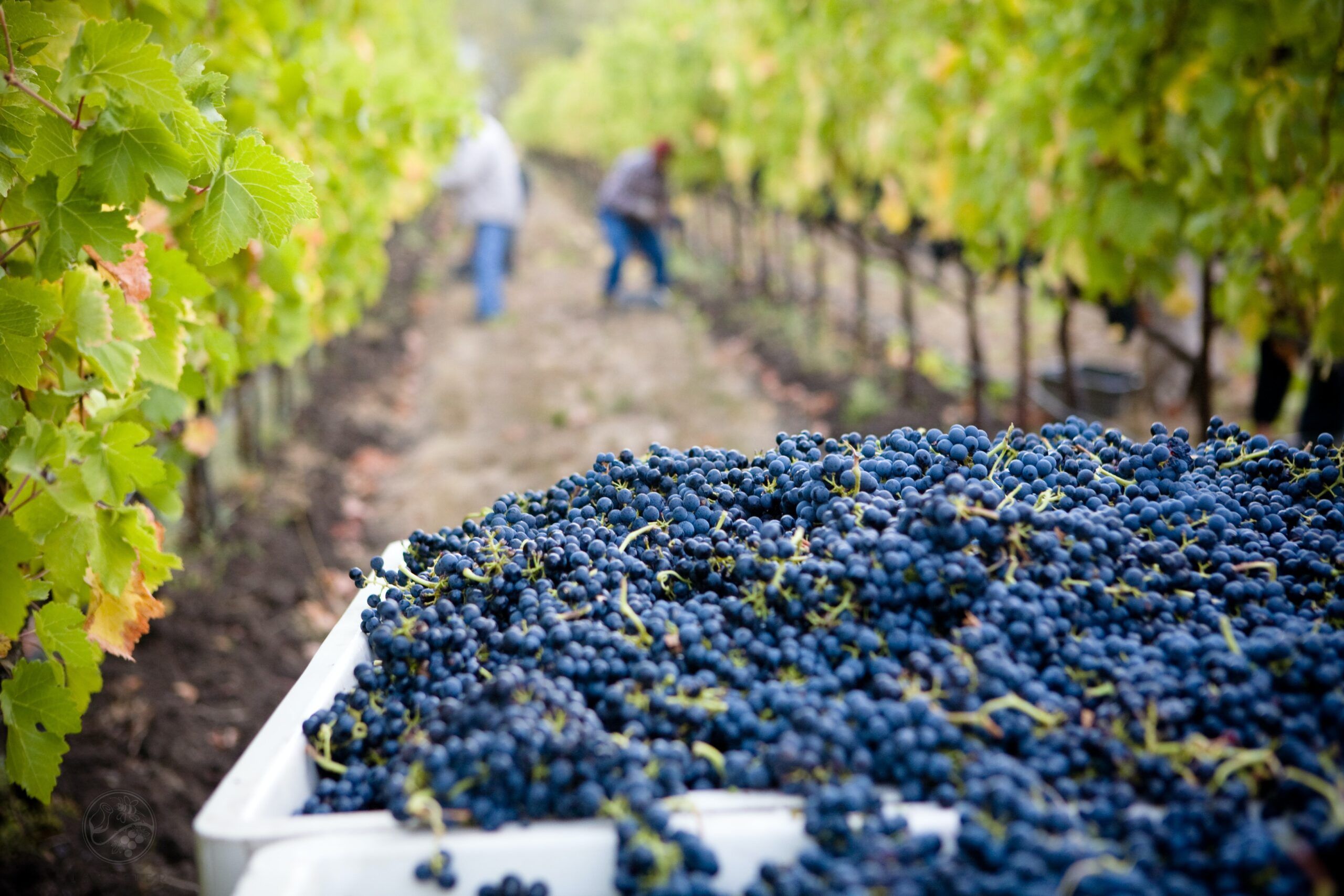 Diccionario del vino: añada