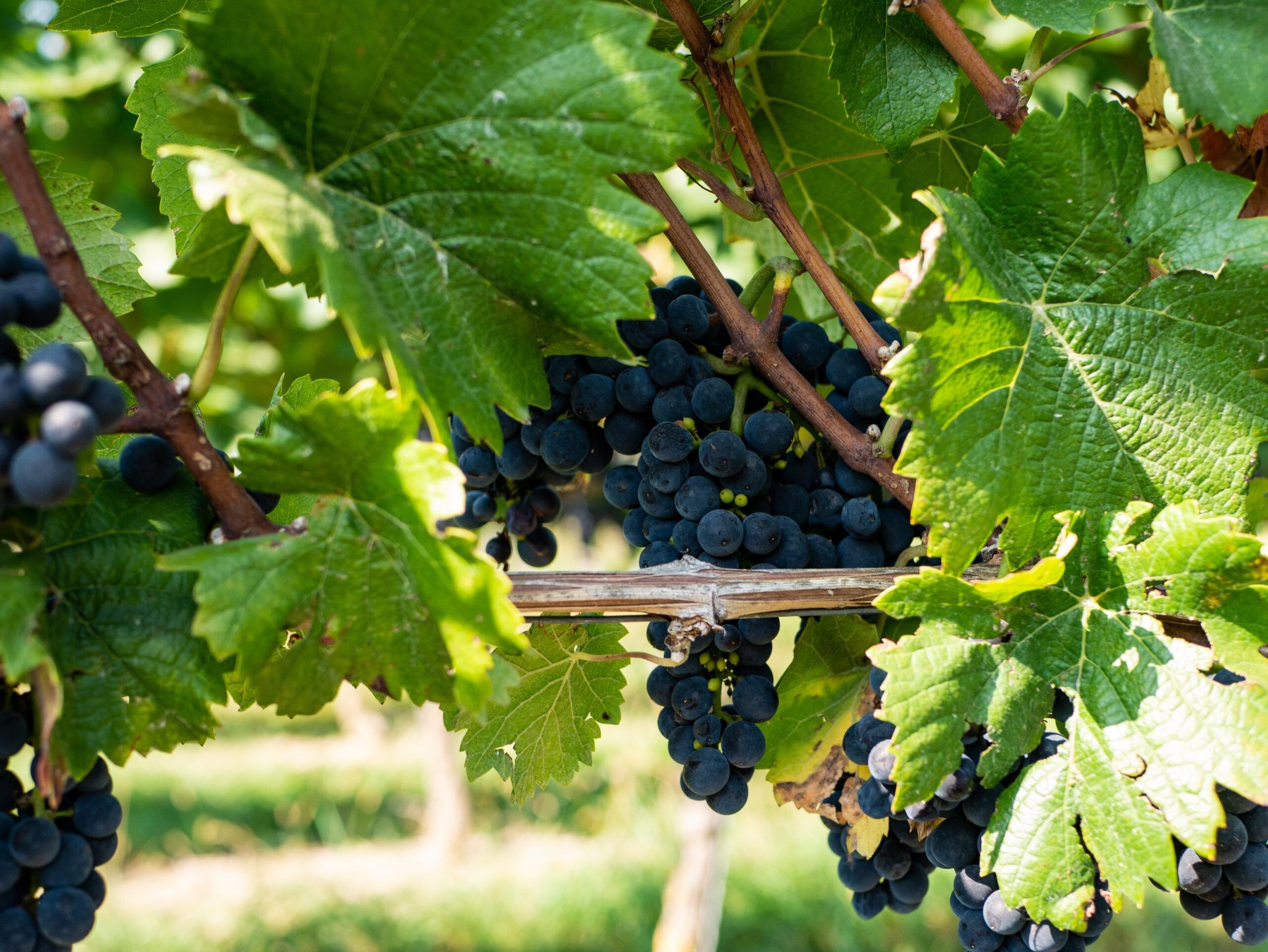 Curiosidades vino - cuándo llegó el vino a España