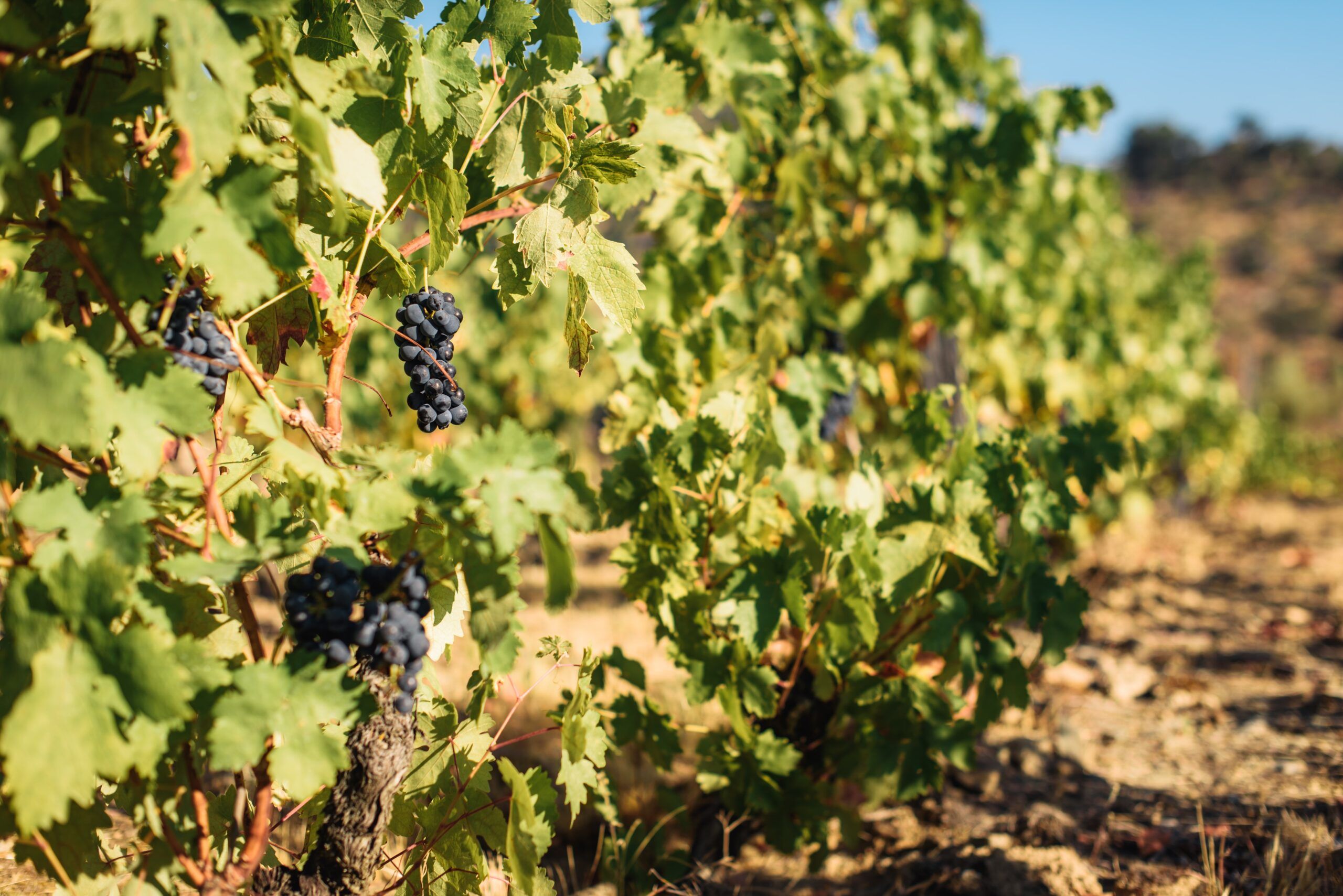 Qué uvas se usan para el vino rosado