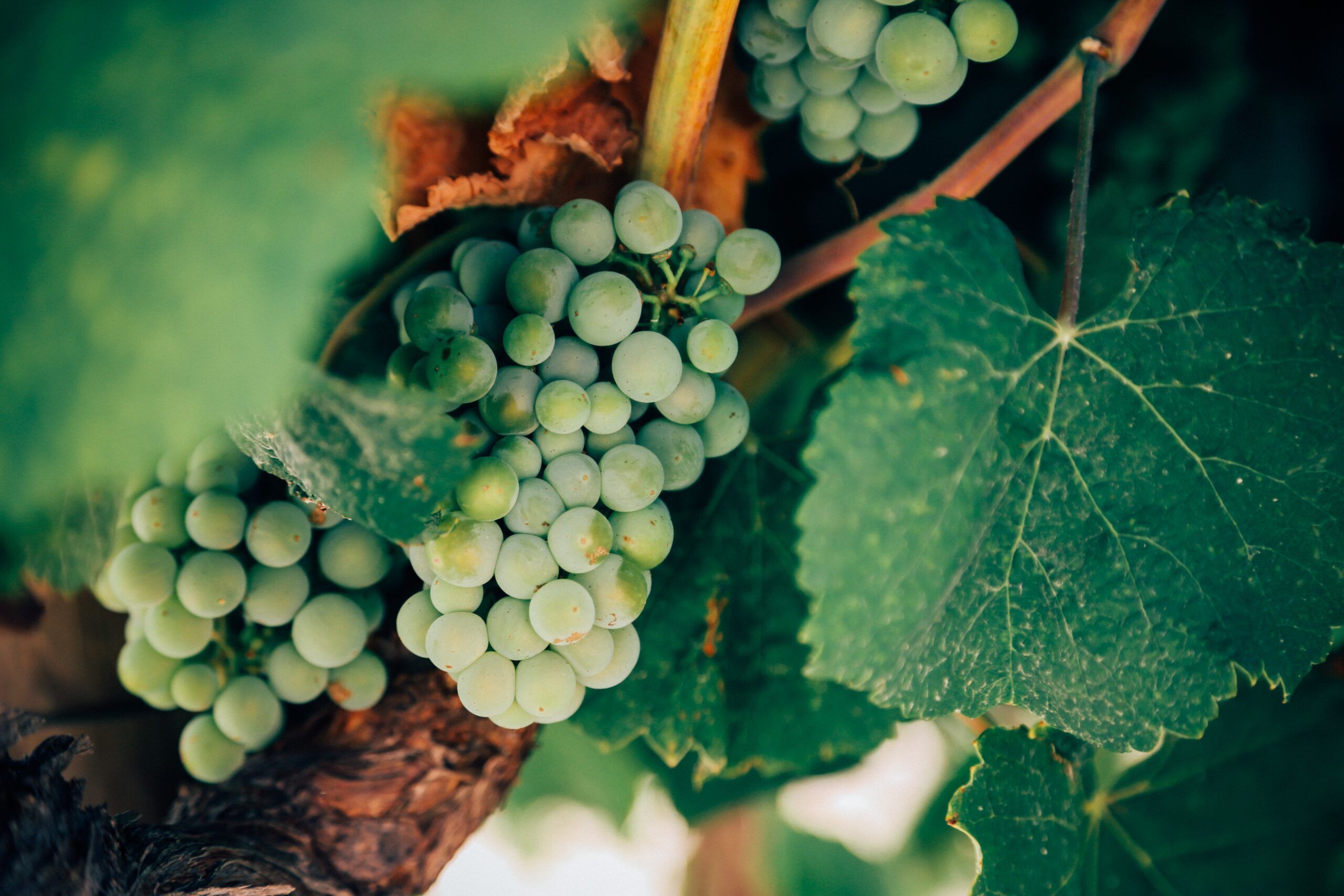 Qué es un vino de pago o vino de la tierra
