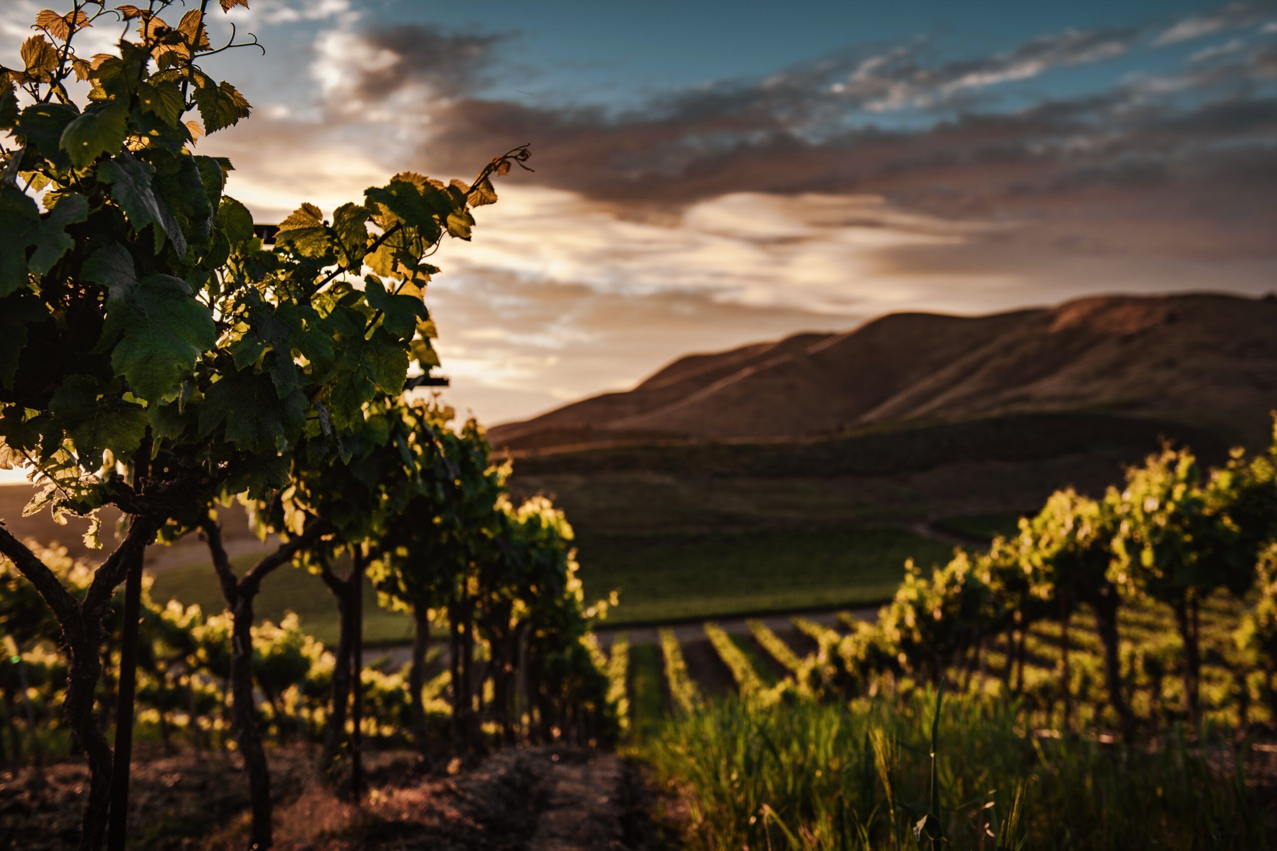 Planes primavera_ visita bodegas