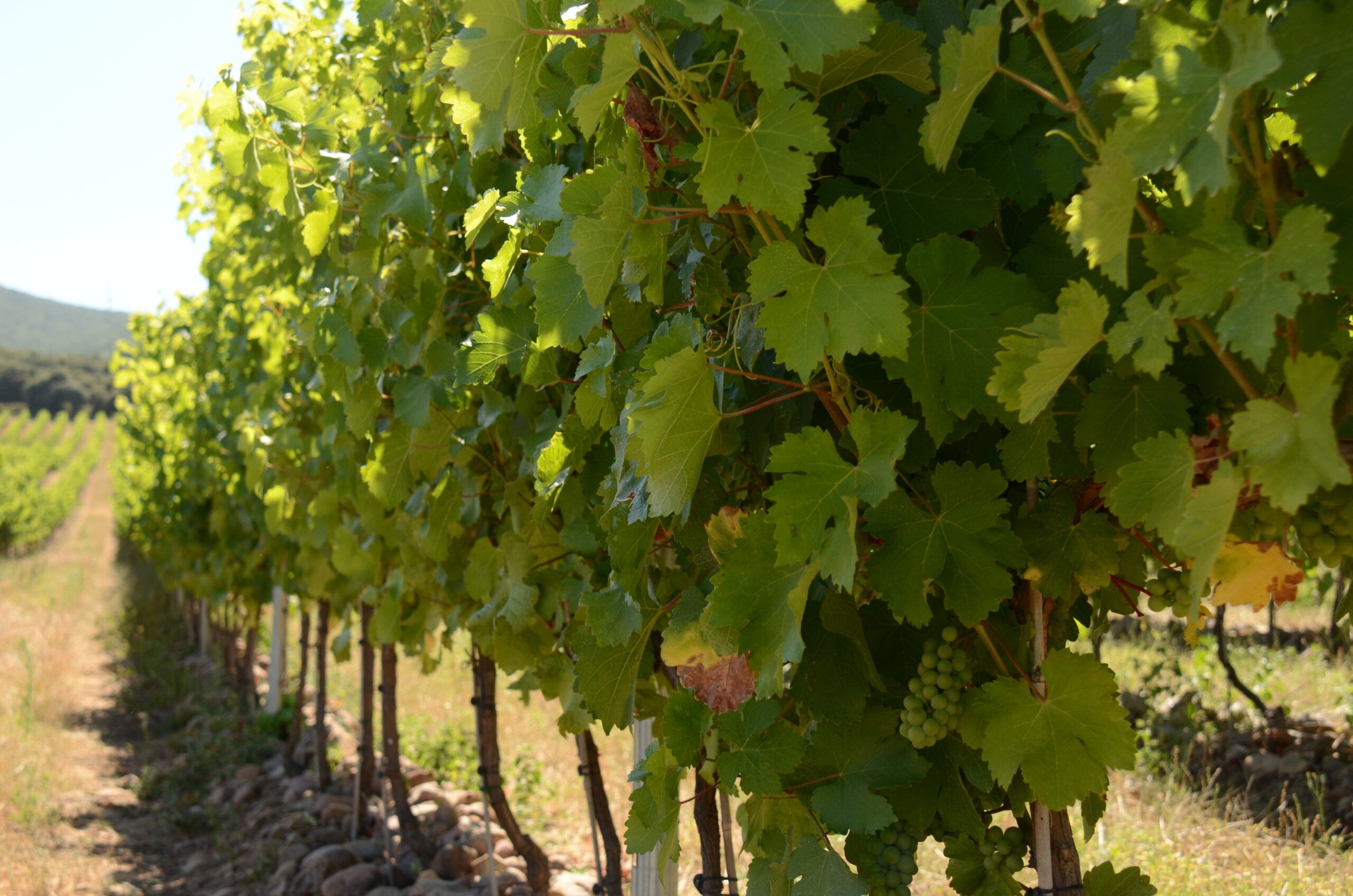 viñedo en Finca Carbonera de El Coto de Rioja