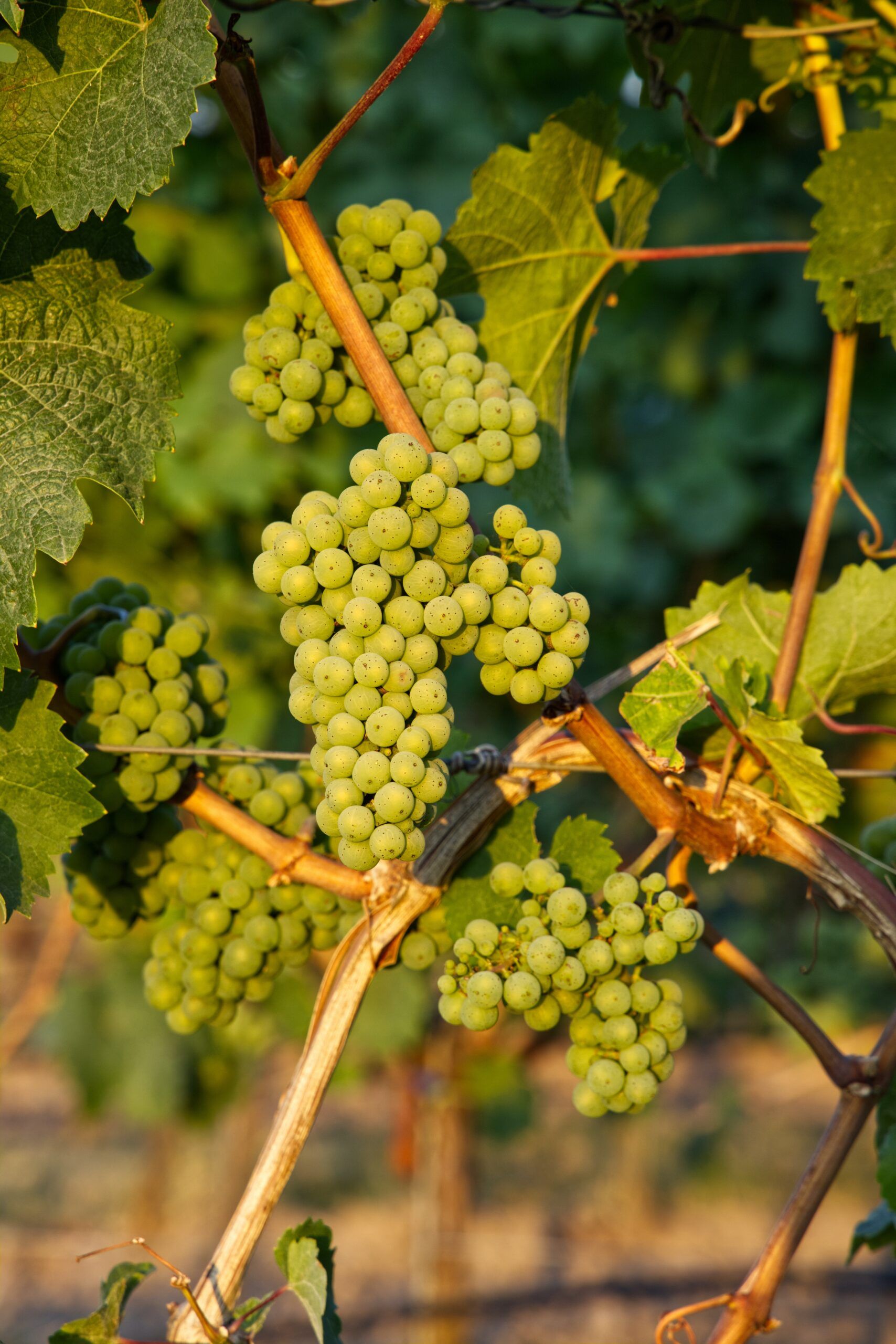 Tipos de uvas blancas