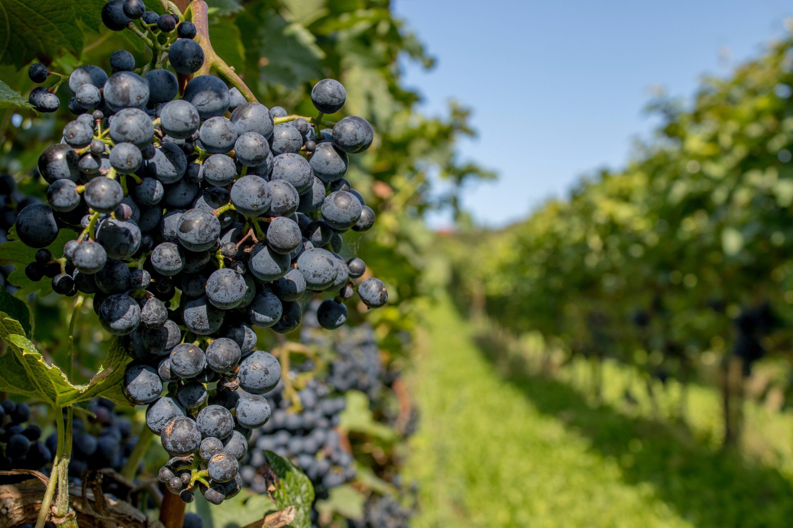 Qué es la uva Garnacha