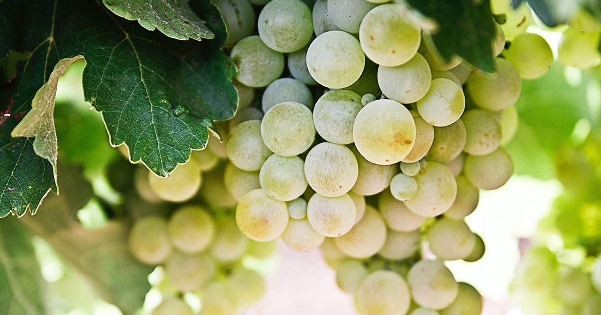 Tipos de uvas blancas