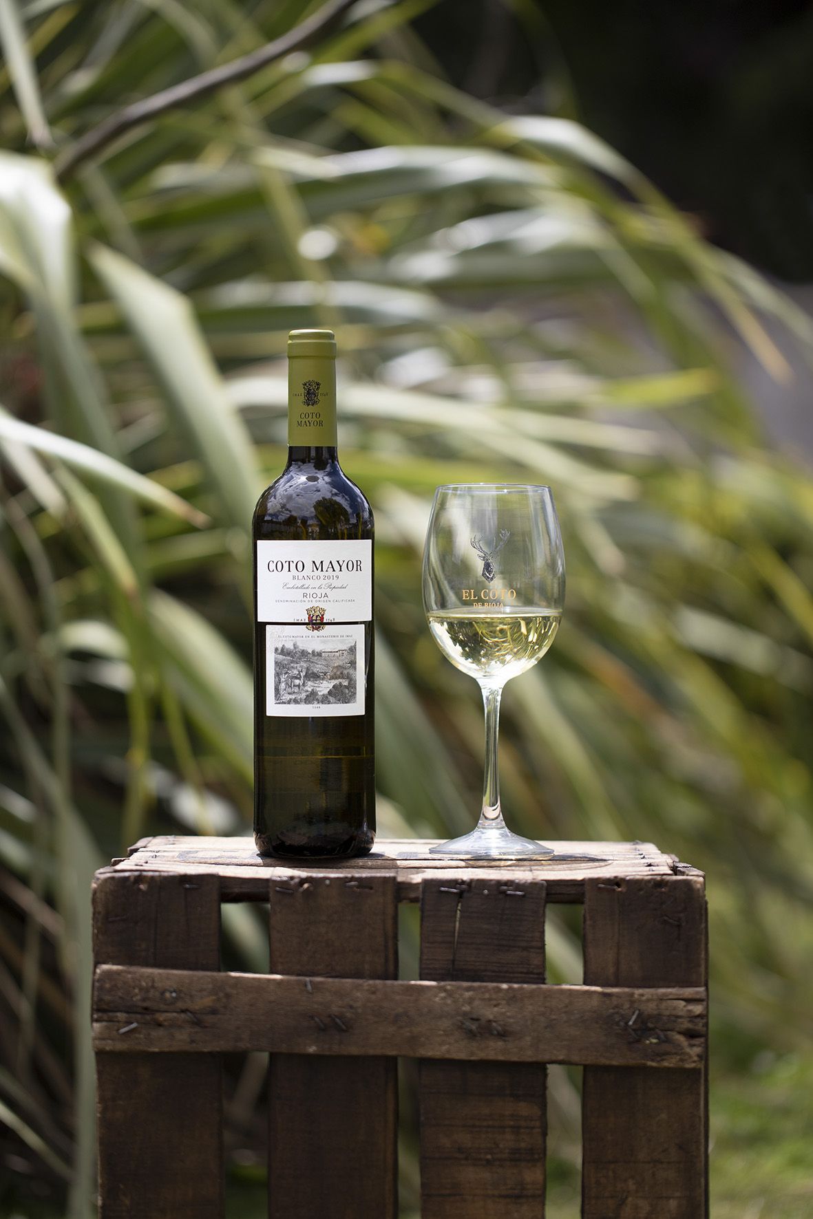 caracteristicas sauvignon blanc