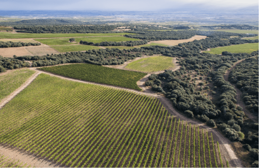 Extensión viñedos El Coto