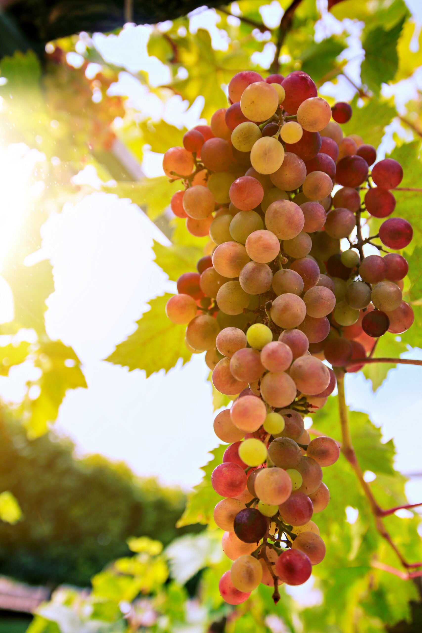 Viticultura sostenible, orgánica y ecológica