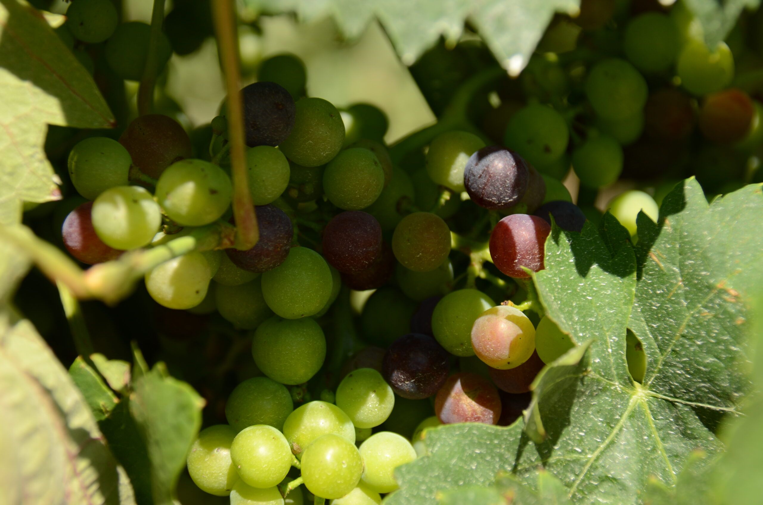 La vendimia en La Rioja