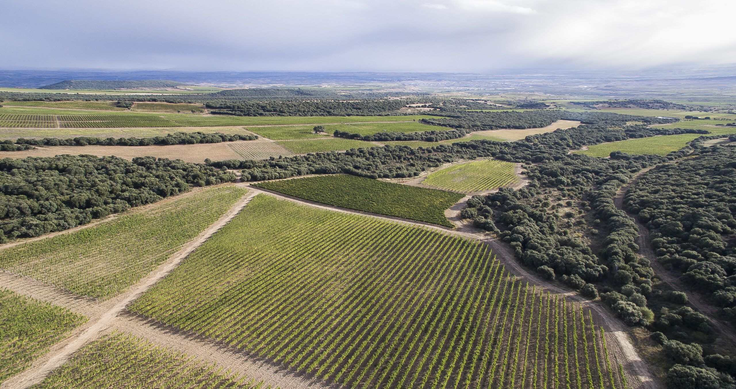 Viñedos de La Rioja El Coto