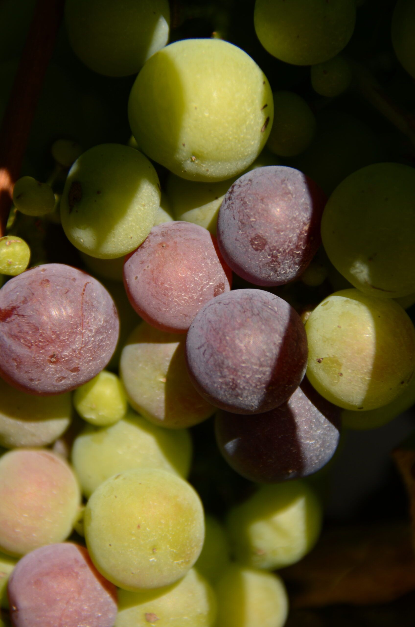 Por qué los vinos son dulces