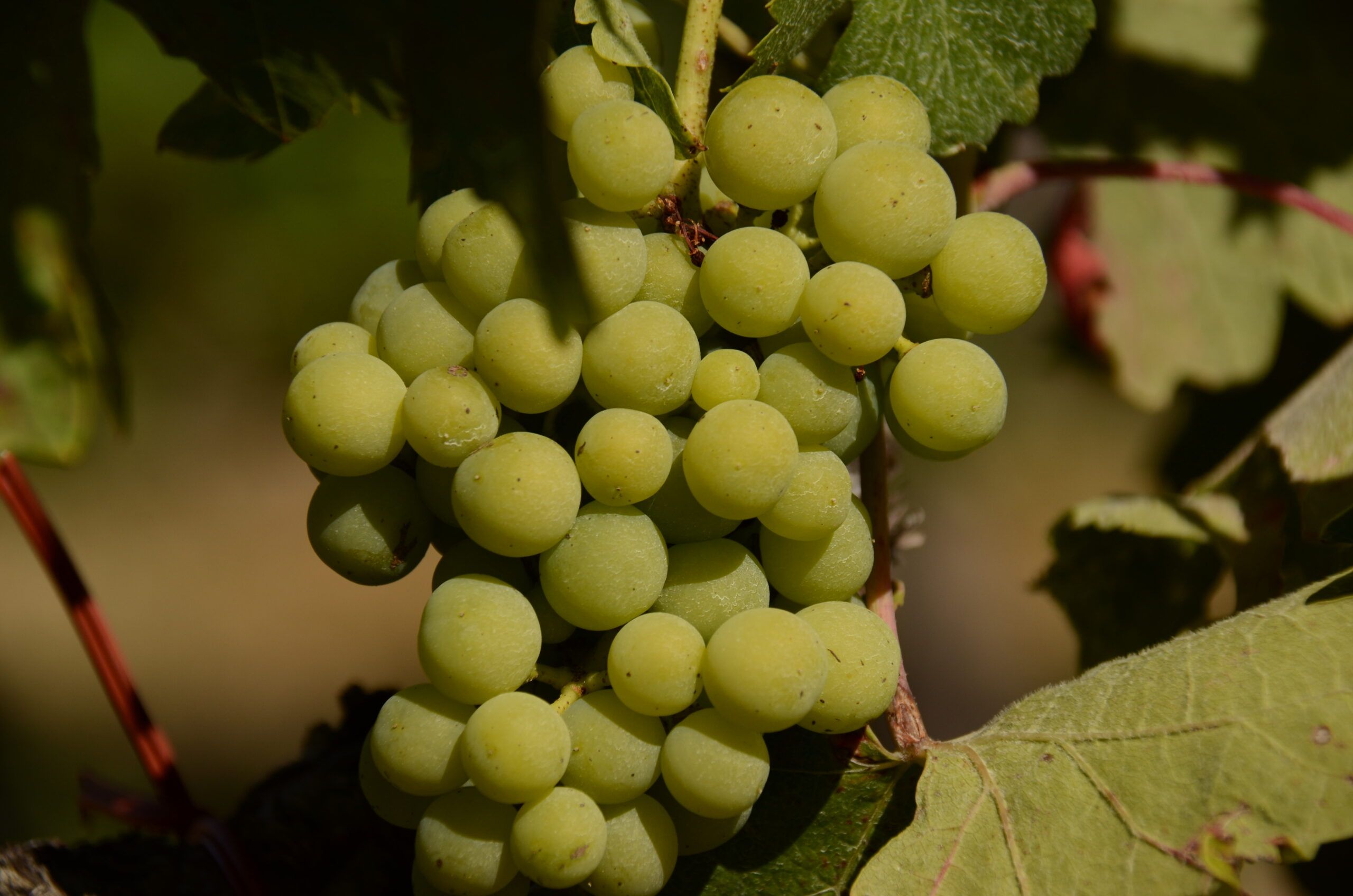 Sabor amargo en vino