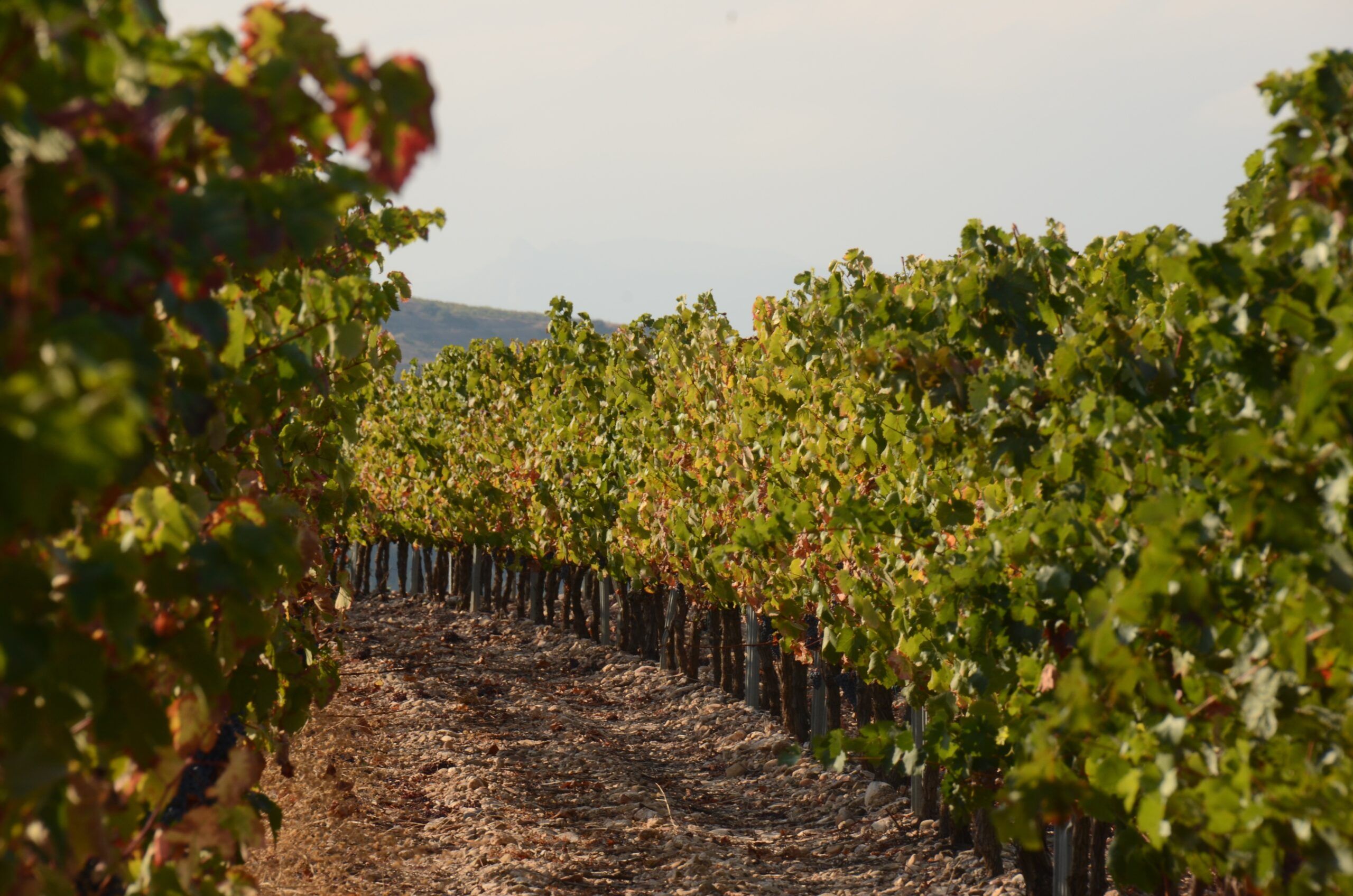 A vineyard cheap