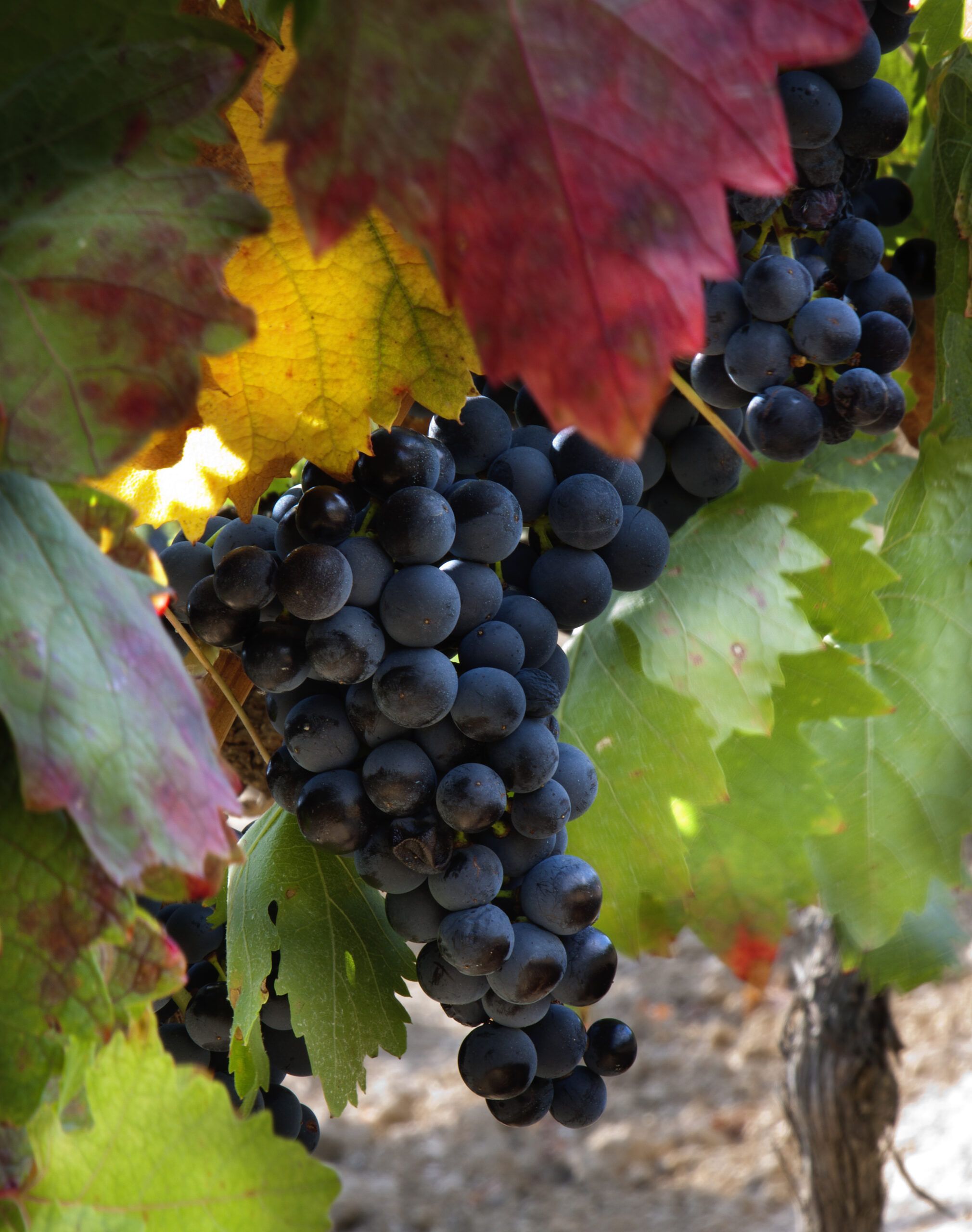 Uvas-viñedo