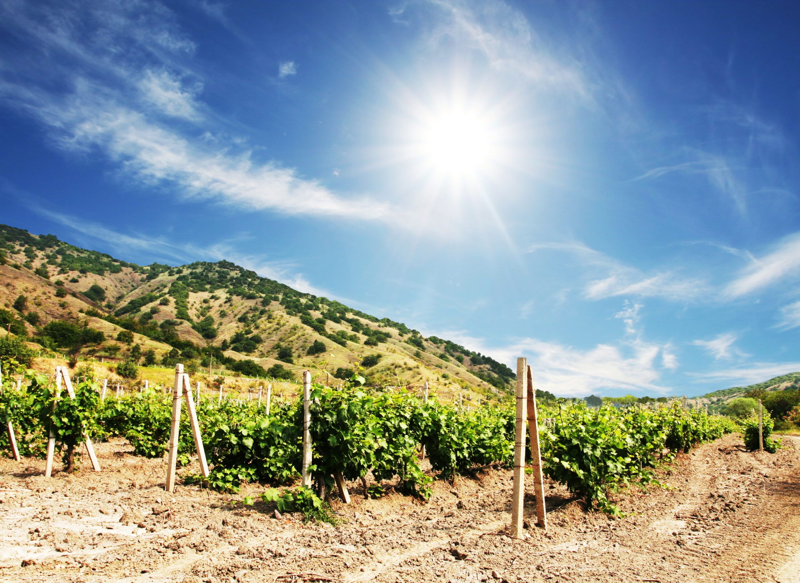 Viñedo-rioja