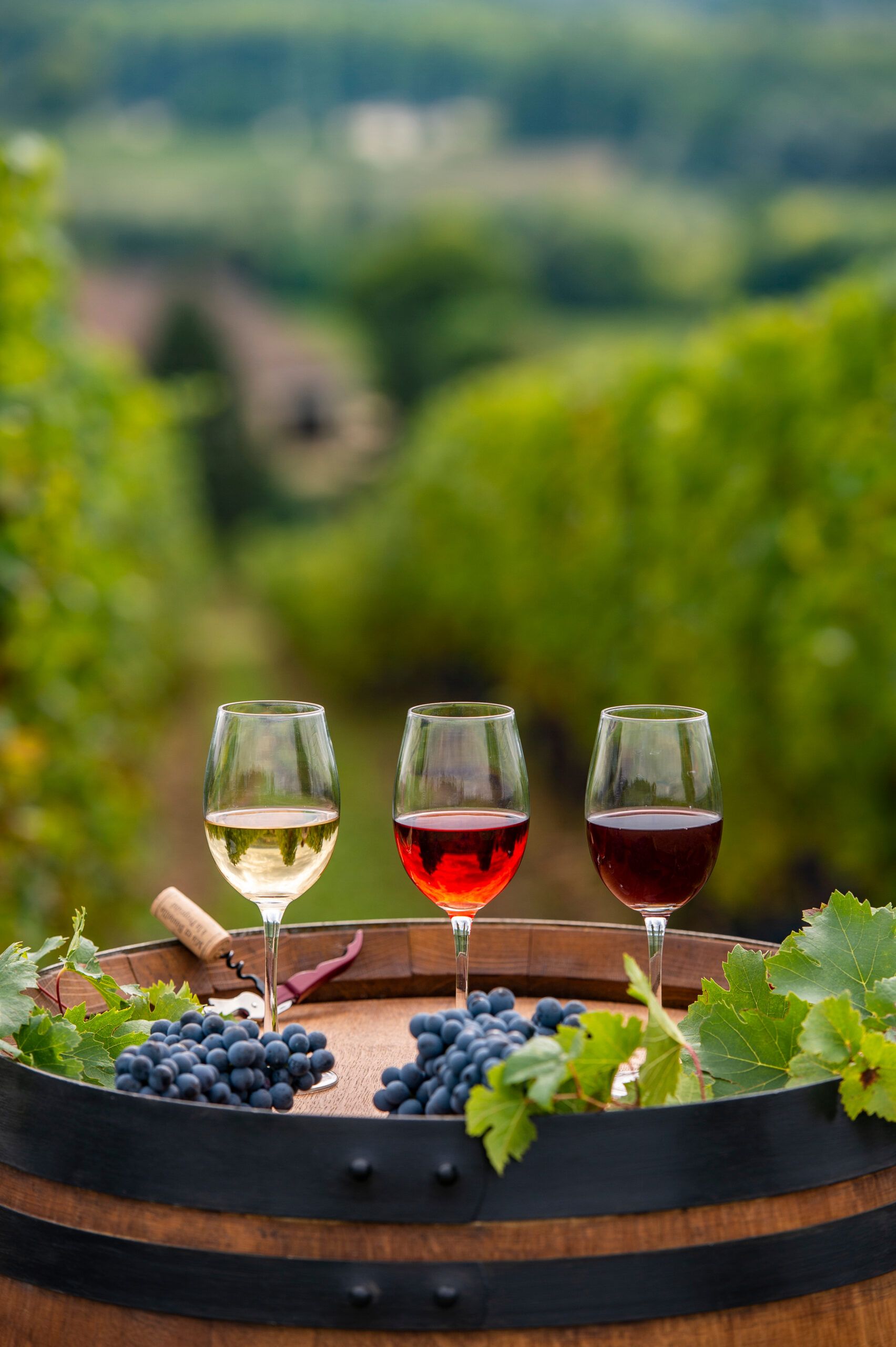 Vino-viñedo