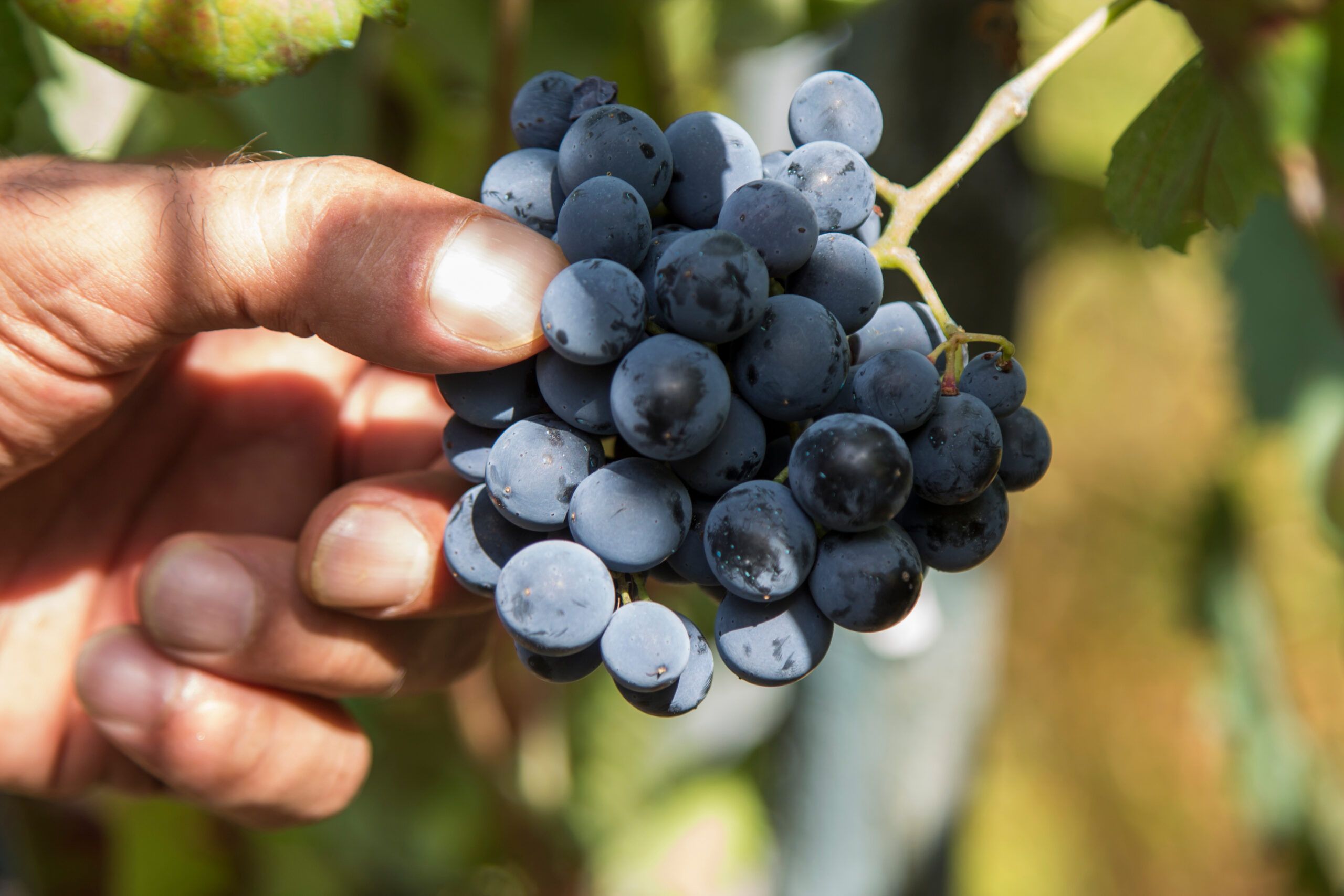 Uvas de viñedos ecológicos