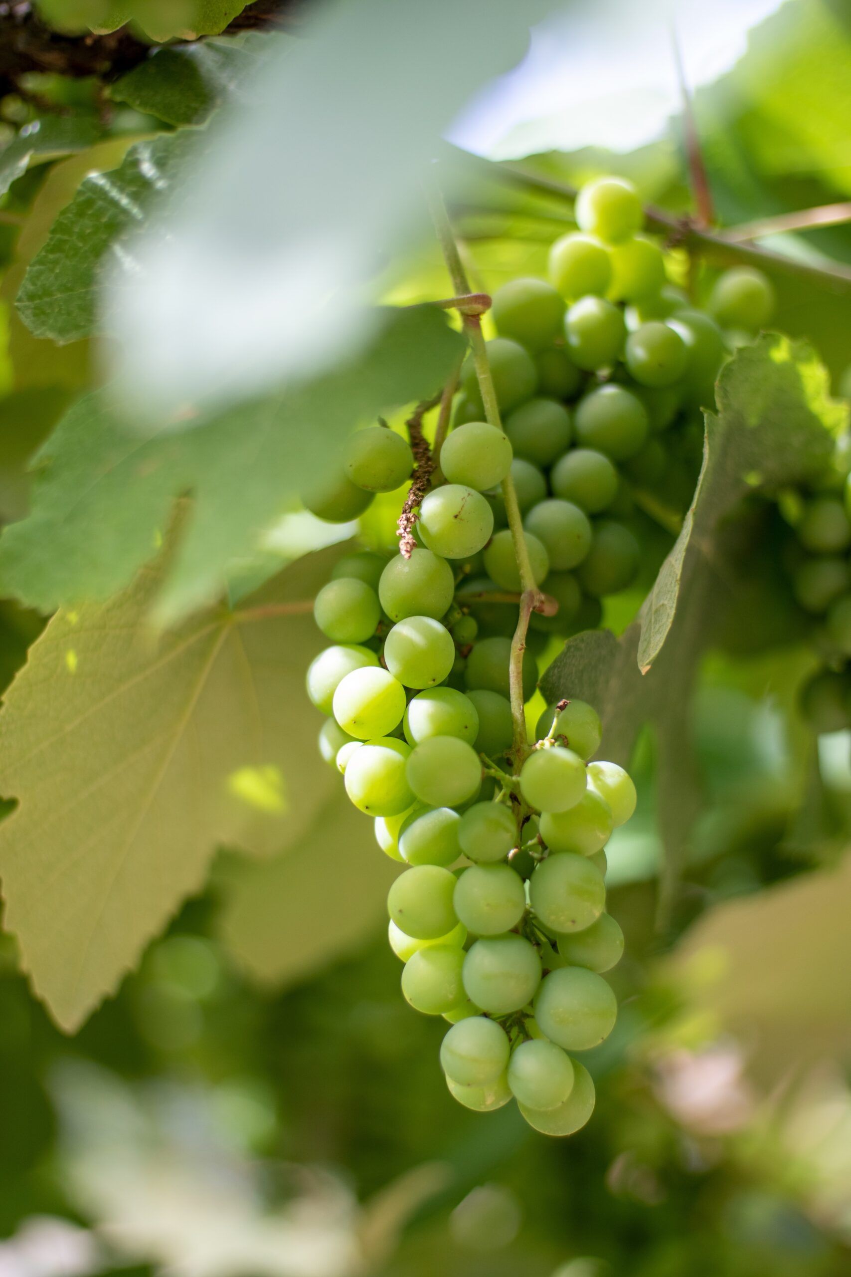 uva variedad verdejo