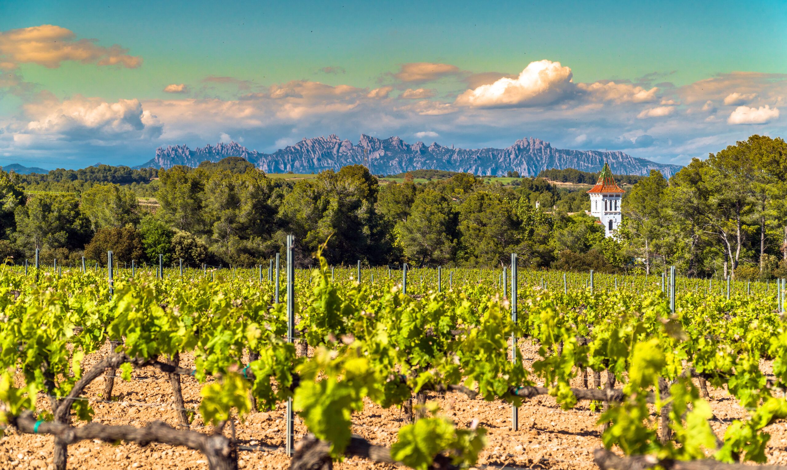 Viñedos en la región vinícola del Penedés
