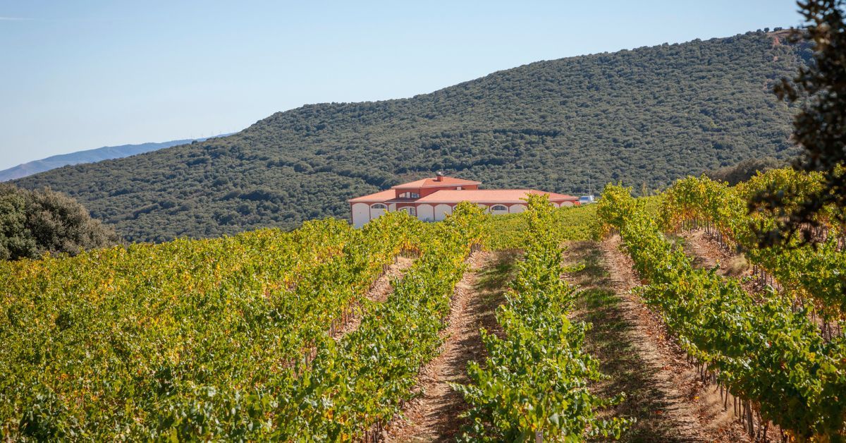 Vinos de España: denominaciones de origen
