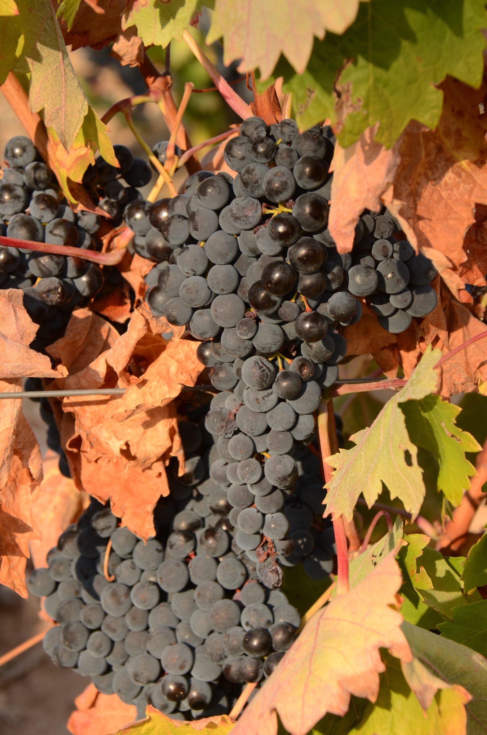 Diferencias entre uvas de mesa y uvas de vino