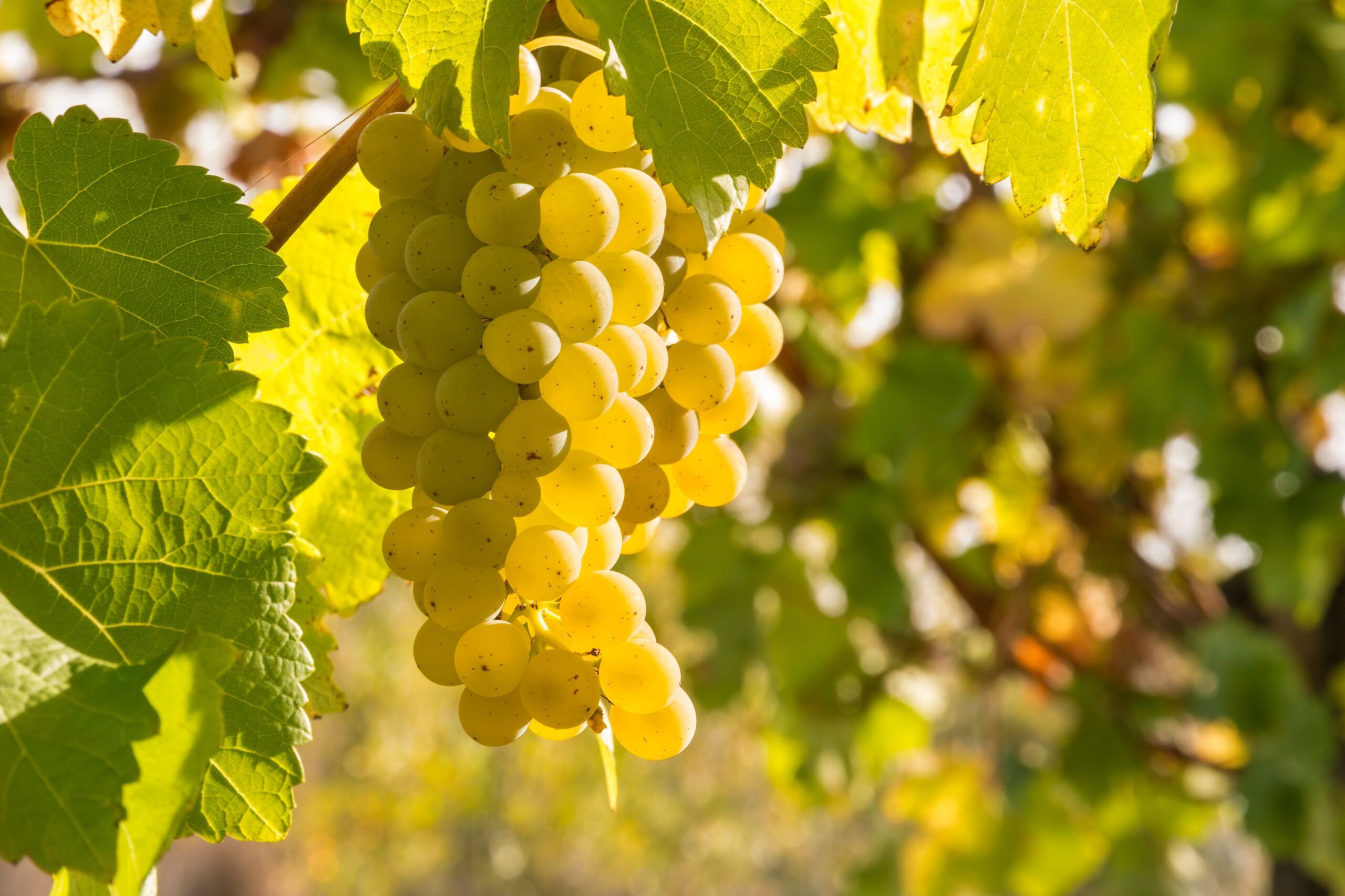 Chardonnay: características de la uva y vinos