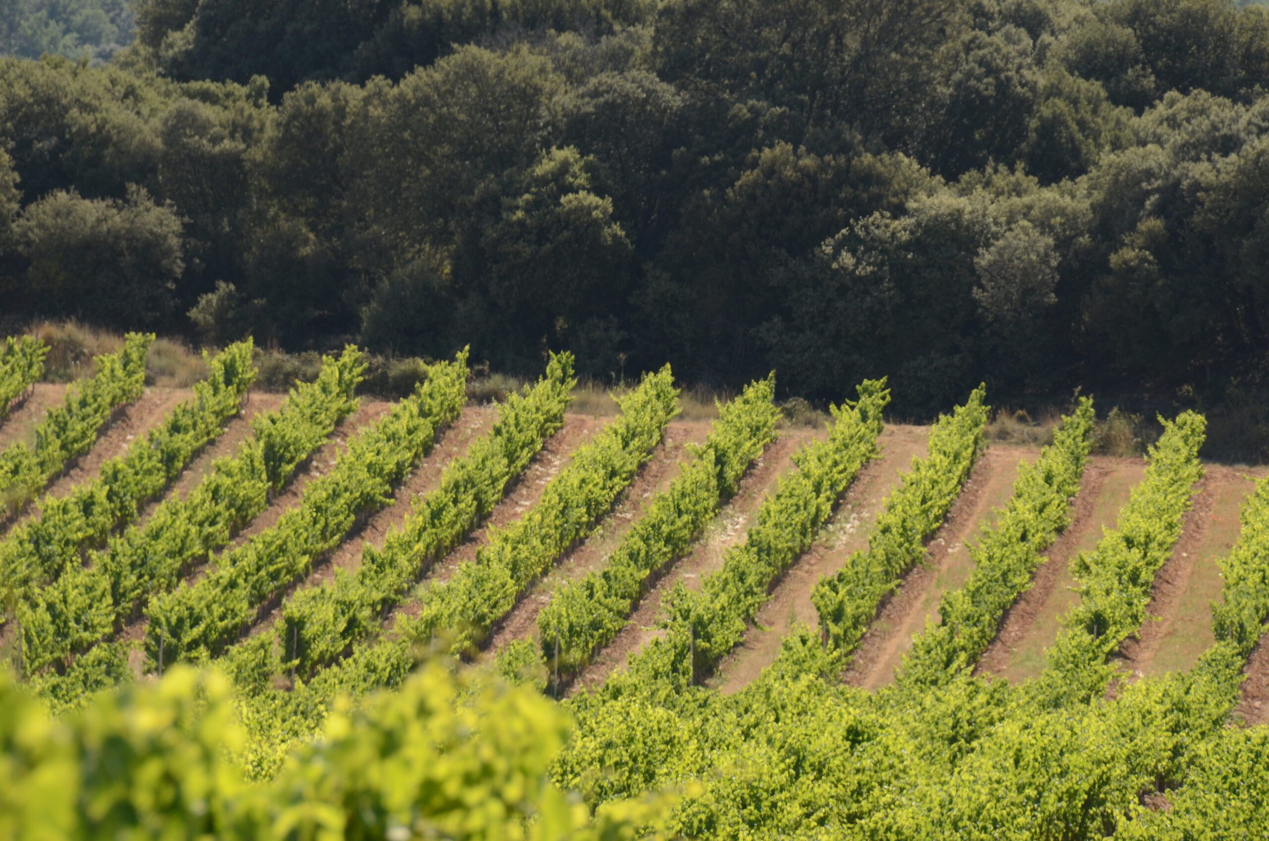 ¿Qué tipo de vino es el Sauvignon Blanc?